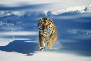 Conviertete en un tigre con Lara GO!